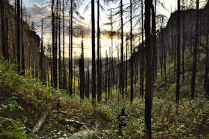 Revolution im Kollaps? Eine Organisations- und Strategiedebatte in dystopischen Zeiten